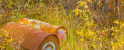 Environmental hazard: Metal drums with unknown content are rusting dicarded in fall colored nature.